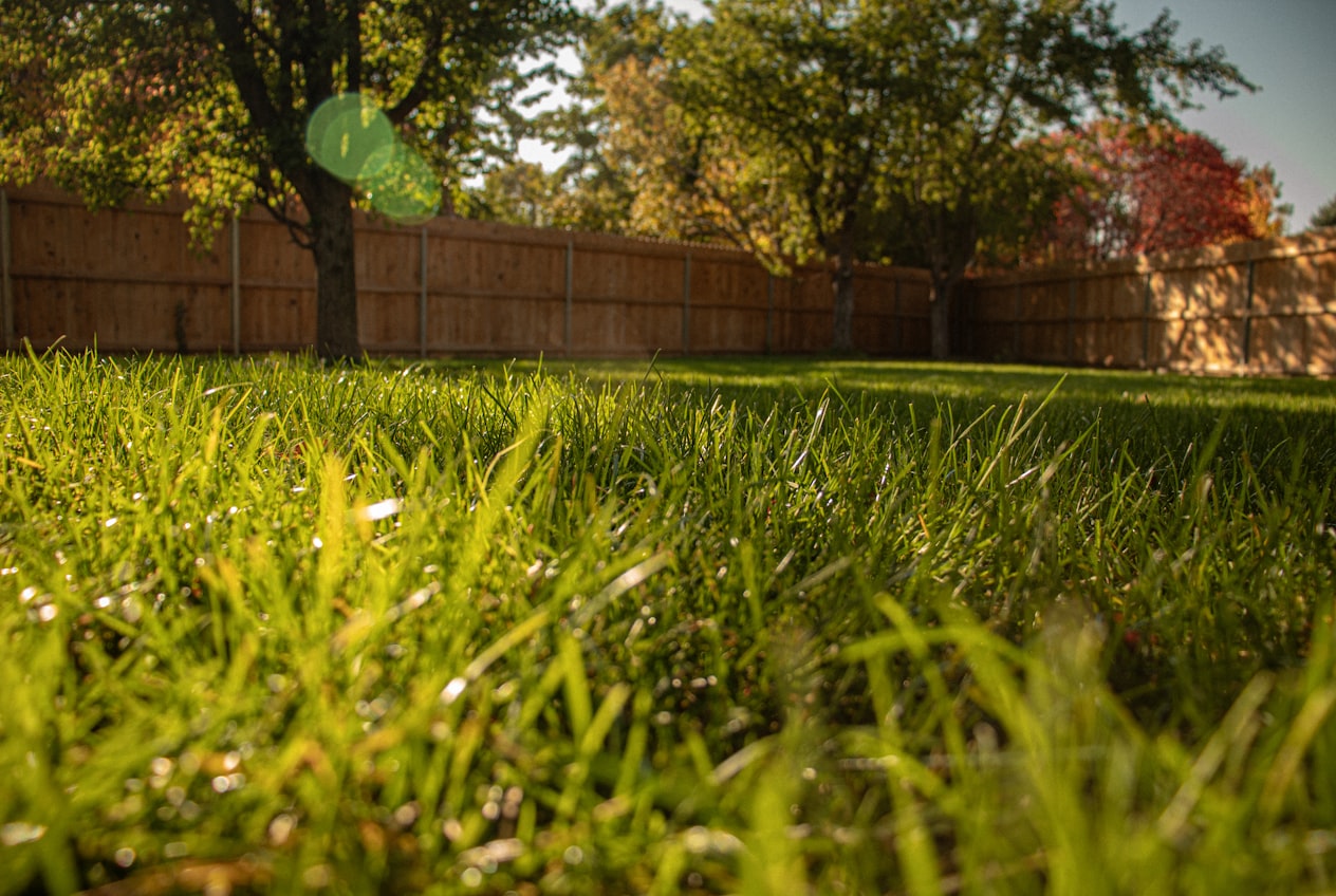 A lush, thick green lawn backlit by warm evening sun