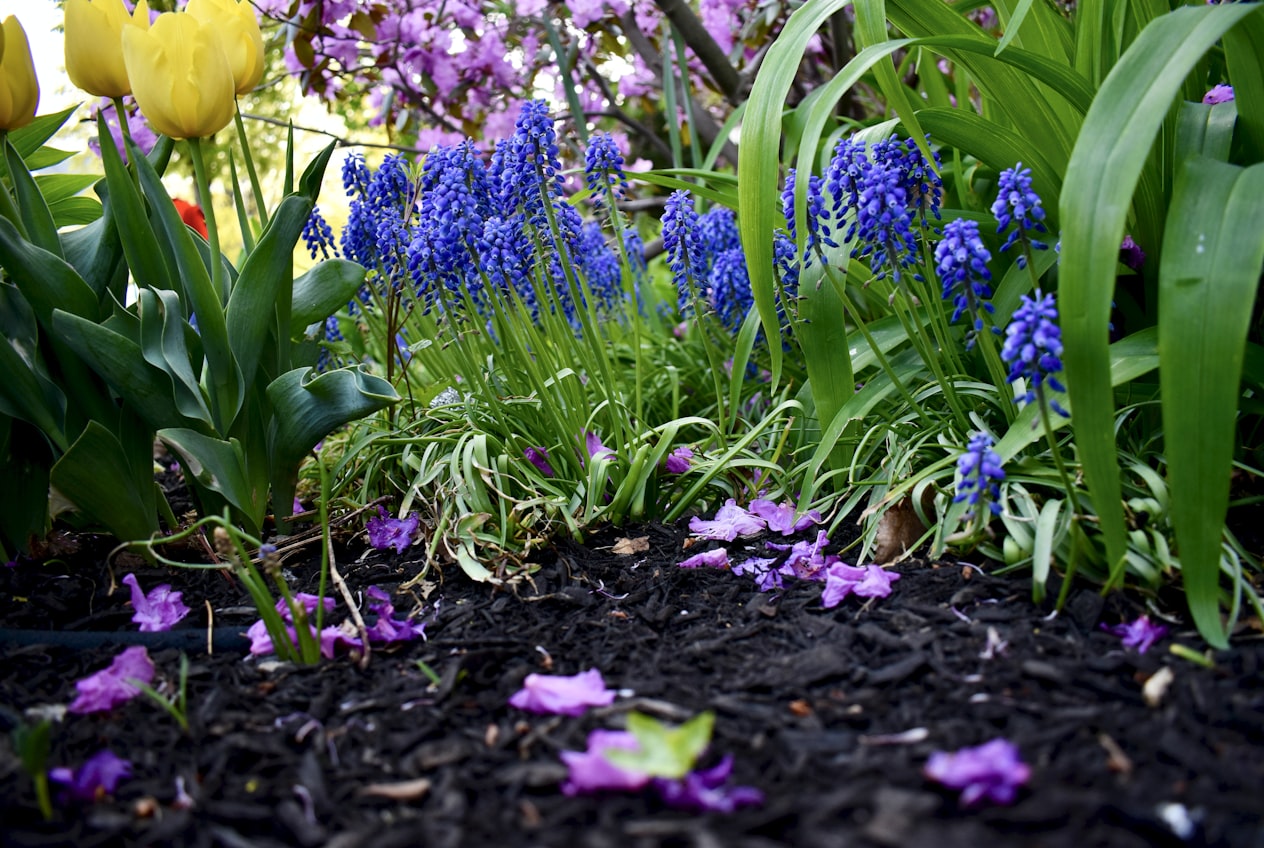 Spring tulips and grape hyacinths in a freshly mulched garden bed