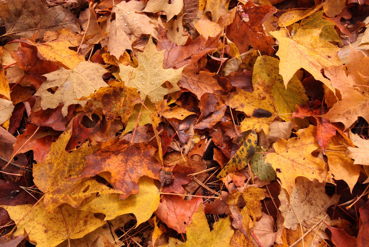 A pile of fallen autumn leaves in warm reds, oranges and golds