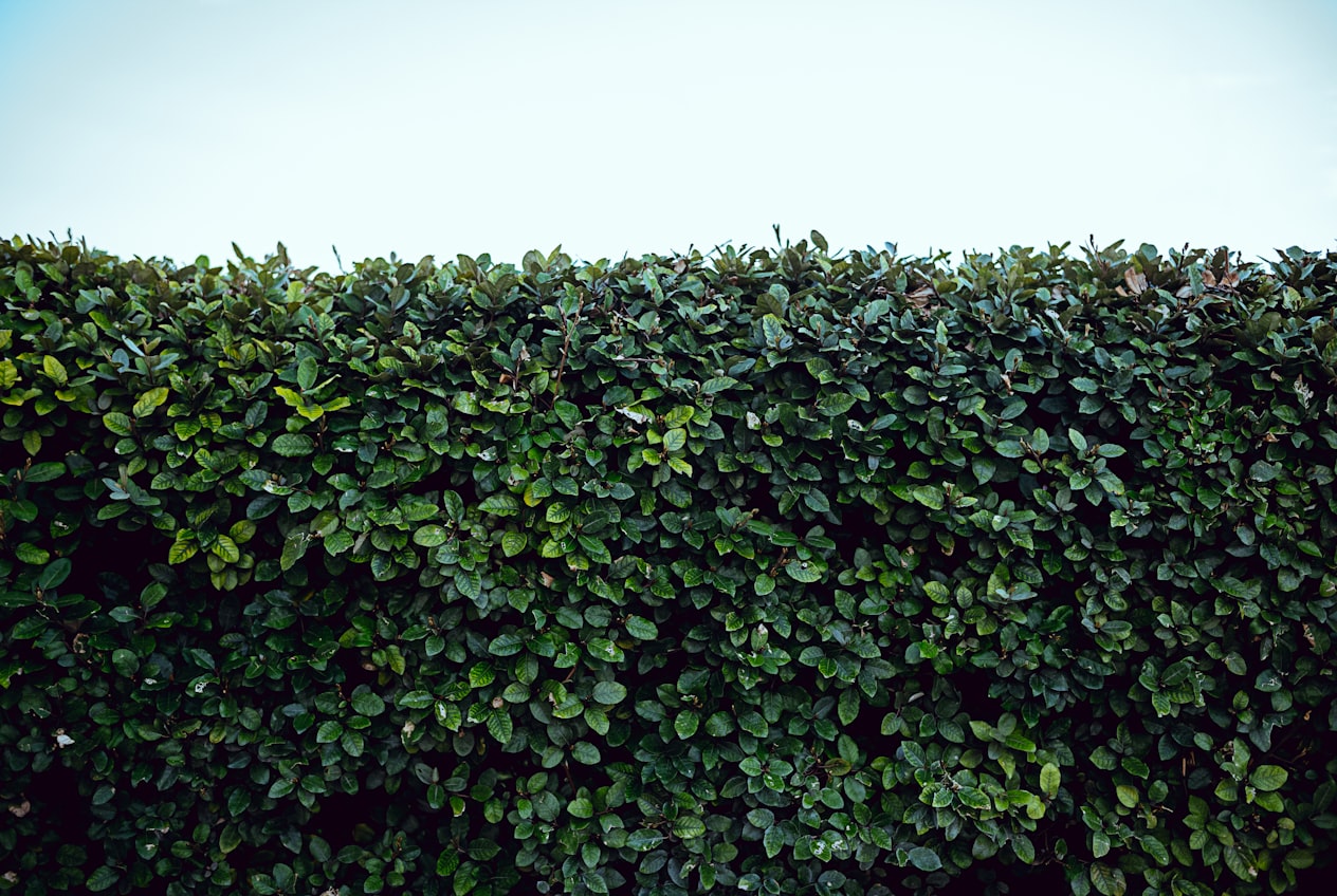 A neatly trimmed dark-green hedge with a crisp, flat top